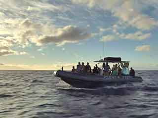 صور Maui Whale Watching ألحيوَانَات